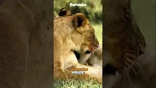 Thumbnail: LOVELY BIG CATS IN THE WILD 😼🦁: Meet the Lion and the Lioness | Learning shorts for children