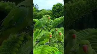 Thumbnail: Parrot Calling Sounds