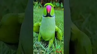 Thumbnail: Mithu Mithu Mithu
