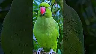 Thumbnail: Parrot Sound