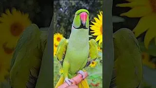 Thumbnail: Parrot Talking Mithu Mithu