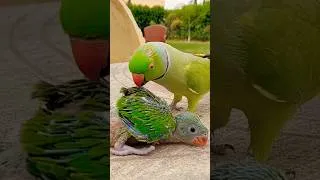 Thumbnail: Mian Mithu Mithu Mithu 😍