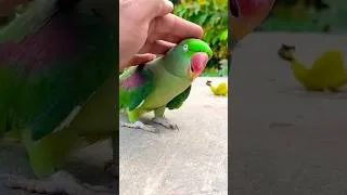 Thumbnail: Petting My Cute Alexandrine Parrot #parrotparadise #alexandrineparrot #parrot