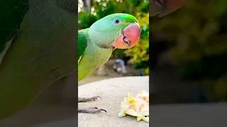 Thumbnail: Baby Parrot Clicking Sounds