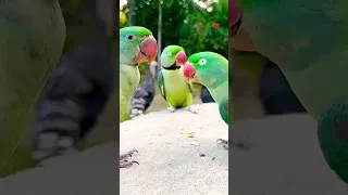 Thumbnail: Mithu Churi Khani Ha #parrotparadise #talkingparrot #baby #cute