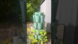 Thumbnail: We finally got a Greenstalk a few months back! #skoolielife #tinyhouse  #tinyliving #gardeningideas