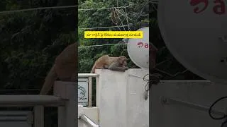 Thumbnail: Watch the monkey invasion of our garden#garden #monkey #minivlog
