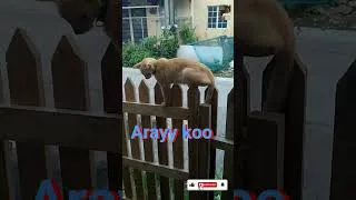 Thumbnail: #cat #dog #animallovers #fyp ..