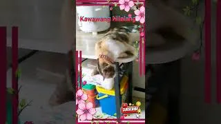 Thumbnail: #cat #dog #animallovers #fyp ..