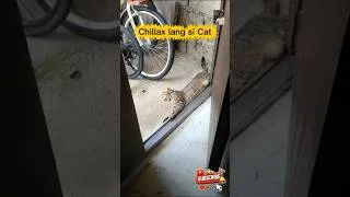 Thumbnail: #cat #dog #animallovers #fyp #chill