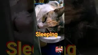 Thumbnail: #cat #dog #animallovers #shortvideo #fyp ..