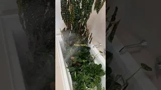 Thumbnail: Relaxing plant watering spa day 🌿🛁 A Plant Filled bathtub