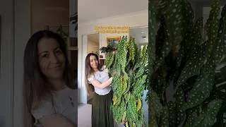 Thumbnail: A few of my favourite houseplants and how much sunlight they get