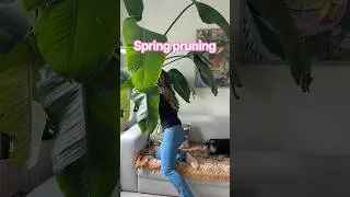 Thumbnail: ❤️‍🩹First Plant Pruning Session of Spring (2025) When Marv still watched on