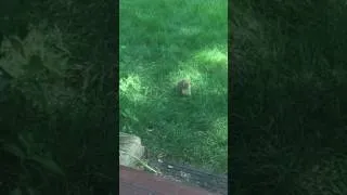Thumbnail: Bunny Eating Grass