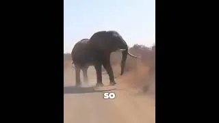 Thumbnail: Elephant Almost Hits Speed!