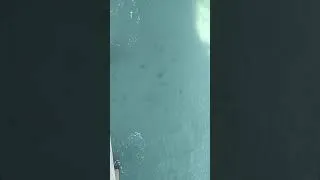 Thumbnail: HB PIER STINGRAYS - Island Mountain Pat TV