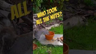 Thumbnail: Crow empties nut pot I left for the squirrels #birds #squirrel #cattv