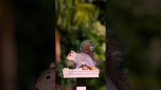 Thumbnail: Feeding the birds and squirrels on a sunny winter’s day in our garden.