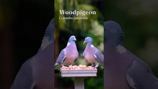 Thumbnail: Feeding Garden Birds and Squirrels at our Bird Table