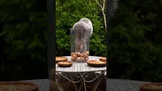 Thumbnail: Squirrels empty the nut jar #squirrel #cute #cuteanimals #cattv