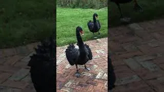 Thumbnail: My Beautiful Black Swans