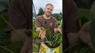 Thumbnail: Monstera richtig pflegen 🌱