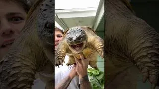 Thumbnail: Building Bowser the snapping turtle a new pond!!