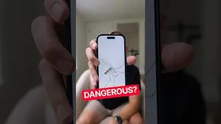 Thumbnail: Is This Spider Dangerous? (I Added AI to My iPhone App)