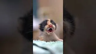 Thumbnail: Cry Of A Baby Kitten