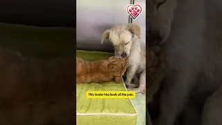 Thumbnail: From freezing streets to warm cuddles – two stray dogs’ incredible journey in 48h 🫶#animalrescue