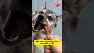 Thumbnail: Approached a terrifying, aggressive stray... you won't believe the ending! 🥺💔 #dogrescue  #rescue