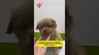 Thumbnail: I Found a Lifeless Puppy in the Bushes... Then the Vet Said THIS! 😨💔 #AnimalRescue #shorts  #rescue