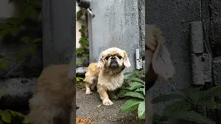 Thumbnail: This Little Dog Survived Being Abandoned and Finally Found a Safe Place to Stay
