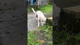 Thumbnail: Senior Dog Found Suffering without Fur Makes a Remarkable Transformation
