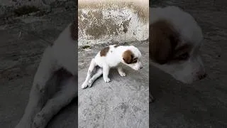 Thumbnail: Tiny Puppy Goes from Barely Crawling to Running and Exploring Like a Normal Dog