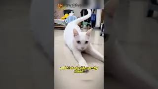 Thumbnail: You’ve Never Seen a Cat Walk Like This
