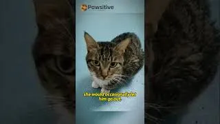 Thumbnail: My Cat Went Out… and Came Back Neutered