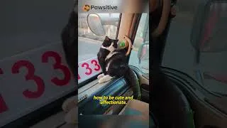 Thumbnail: He’s Not Just a Cat… He’s a Co-Driver!🐱🚛