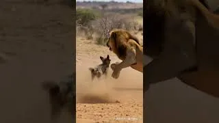 Thumbnail: Dog and Lion Fight part-2  #doglover #lionvsdog  #animals #shorts #shortvideo #short #youtubeshorts