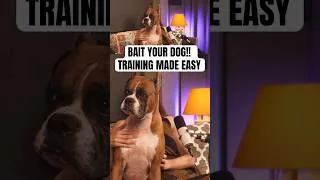 Thumbnail: Train your #dog easily by using bait that entices it to follow command #dogtraining #pets #petexpert