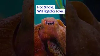 Thumbnail: Peep this dazzling high stakes mating game