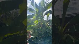 Thumbnail: 3 years Banana Growth ( musa Bajoo ) #banana #garden
