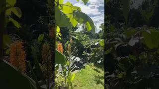 Thumbnail: September Tropical style Garden #garden