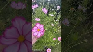 Thumbnail: Save your own COSMOS SEEDS #seeds #freeplants