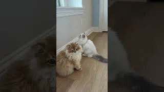 Thumbnail: Cattery life update