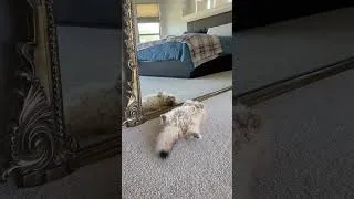 Thumbnail: Copper likes the new mirror