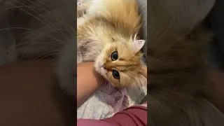 Thumbnail: Penny loves hanging out with me