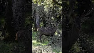 Thumbnail: Testing Day Six Verse Mechanical Broadhead on tough angle shot! 😱 #bowhunting #broadhead