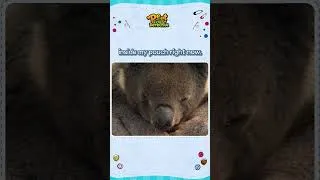 Thumbnail: Fun Surprises with Koalas🐨👝  | Peet The Forest Detective #shorts #koala
